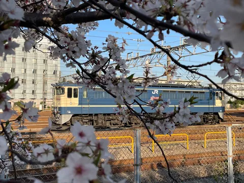 春の訪れ、桜と鉄道の旅