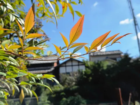 秋色の光が走る枝