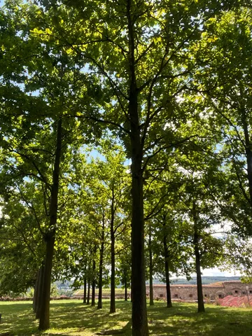 木々の間に光が踊る緑景