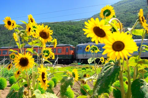 ひまわりと彩り豊かな夏景色
