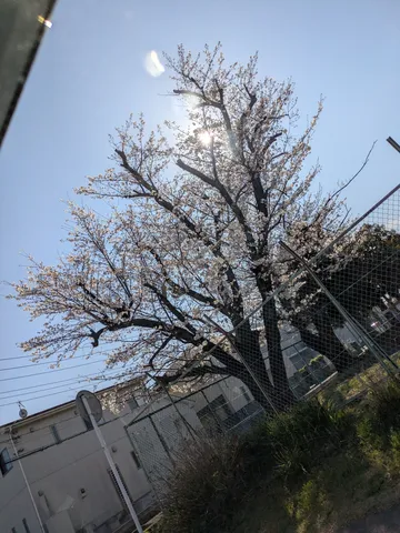 春の陽光と桜並木