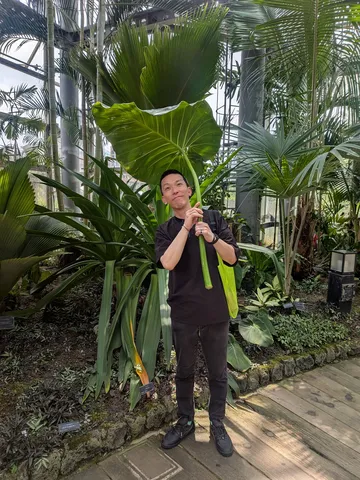 熱帯植物園の巨大葉っぱと紳士