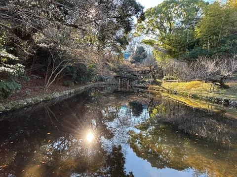 木漏れ日の水鏡
