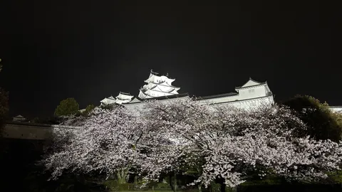 夜桜と白鷺城の幻想的な競演
