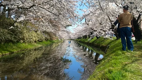 桜並木の水鏡