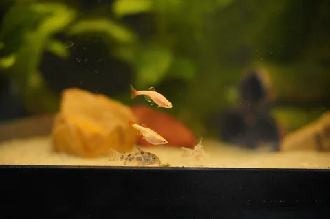 水槽の小さな住人たち
