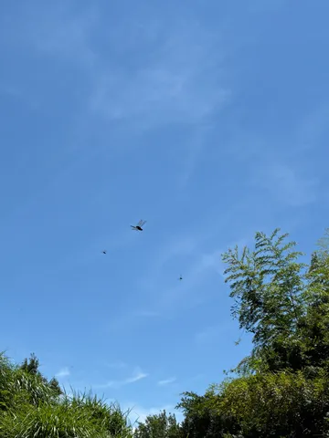 蜻蛉舞う青空