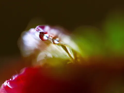 朝露の小さな世界
