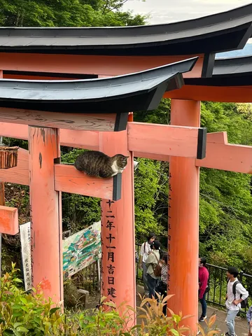 鳥居の上の猫様、貫禄ありすぎ