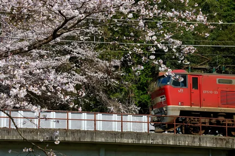 桜景色を駆ける列車