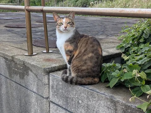 凛と佇む三毛猫