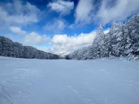 雪化粧の森と青い空