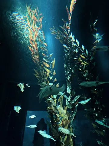 深海を舞うイカと海藻の神秘