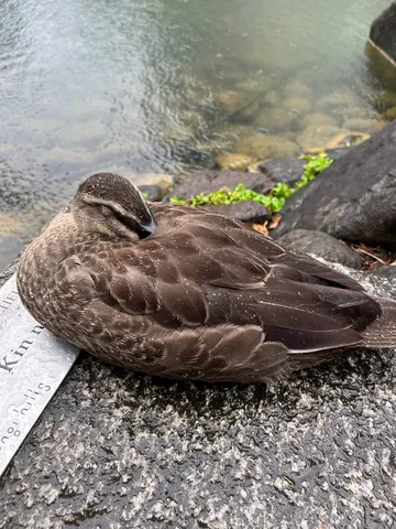 水辺で眠る小さな鳥
