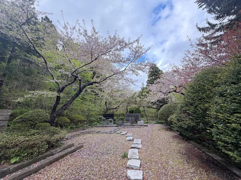 散りゆく桜、石畳の小道