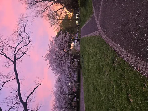 夕焼け空に染まる桜並木