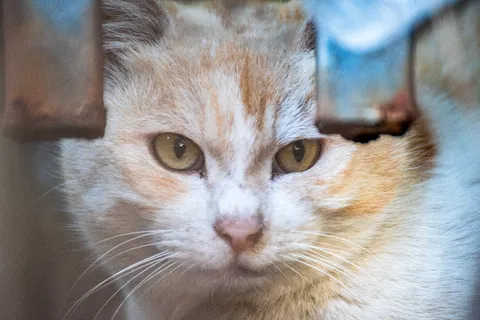 柵越しの猫の瞳