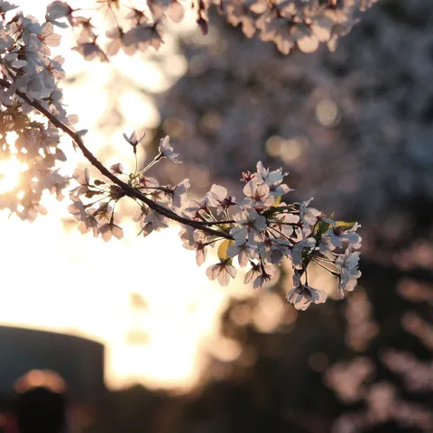 陽光きらめく桜の枝先