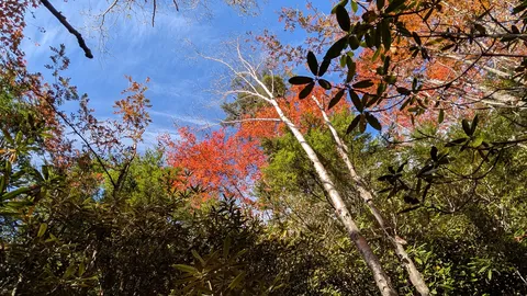 秋の空を見上げる林