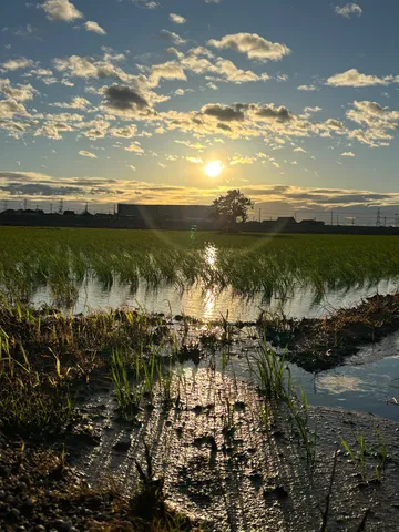 夕暮れの田んぼ、水鏡に映る空