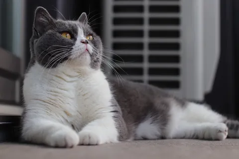 頬を撫でる風の猫