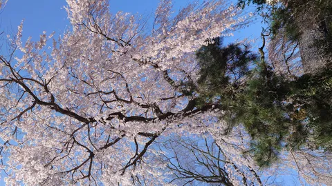 桜と松、なぜか同居中
