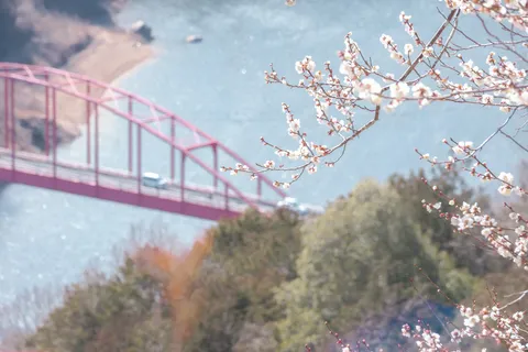 春の夢か幻か？ピンクの橋