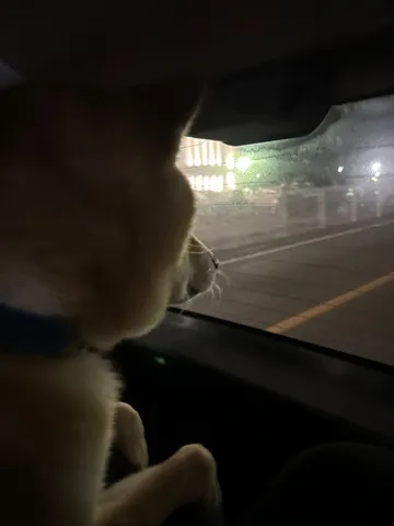 夜の車窓、静かな好奇心