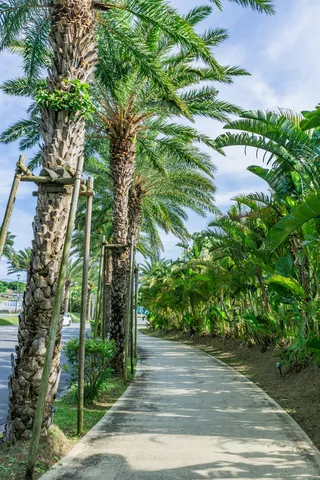 ヤシの木並木の散歩道