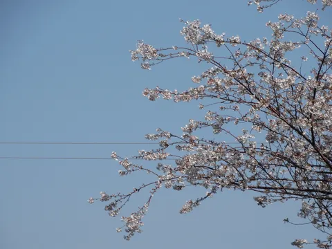 青空に舞う桜の儚さ