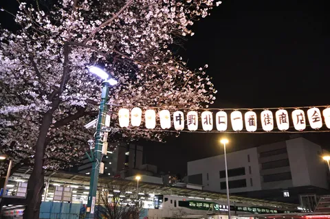 夜桜と提灯、祭りの夜