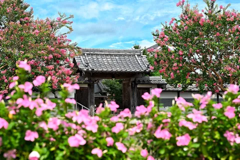 紫陽花と古都の門構え