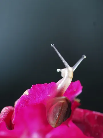 花の上の静かな一歩