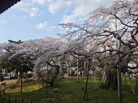 桜