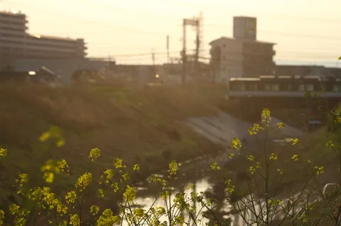 光に滲む街と花