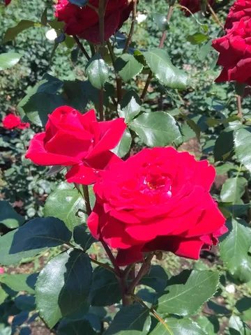 陽光に輝く深紅のバラ