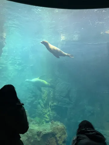 海遊館、アシカたちの水中散歩