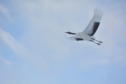 悠然と空を舞う鶴