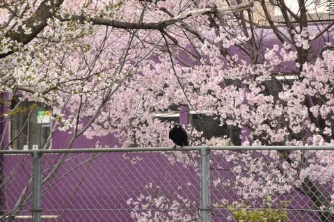 花と黒鳥の静かな瞬間