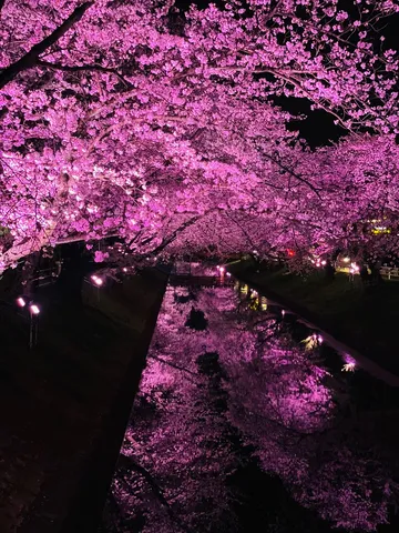 ピンクに染まる夜桜水路