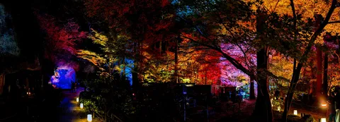 幻想的な森の夜の光