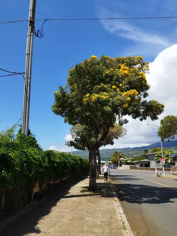 黄色い花の木陰の道