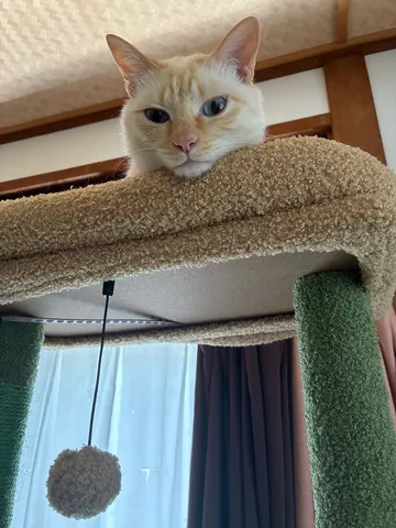 見守る猫の視線