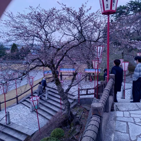 灯りと桜、石畳の誘い
