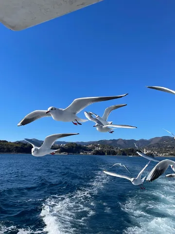 青空を舞う白い群れ