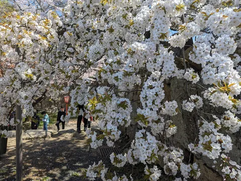白桜が彩る春の小径