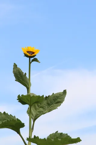 空を仰ぐひまわりの力強さ