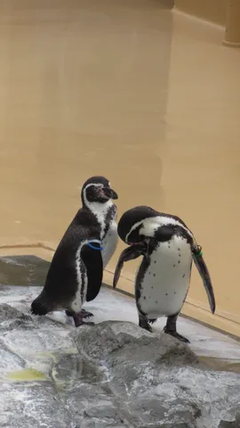 静寂のペンギン、水辺の佇まい