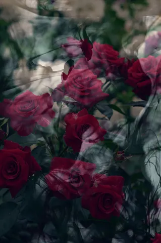 揺らめく煙と深紅の薔薇