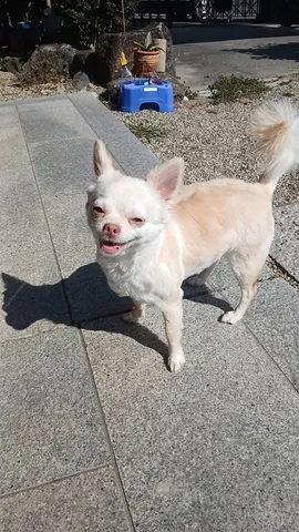 陽だまりを歩く笑顔の犬